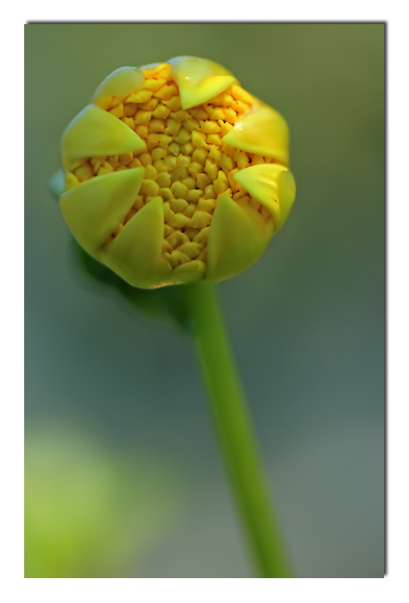 una carezza in un pugno... (A.Celentano)