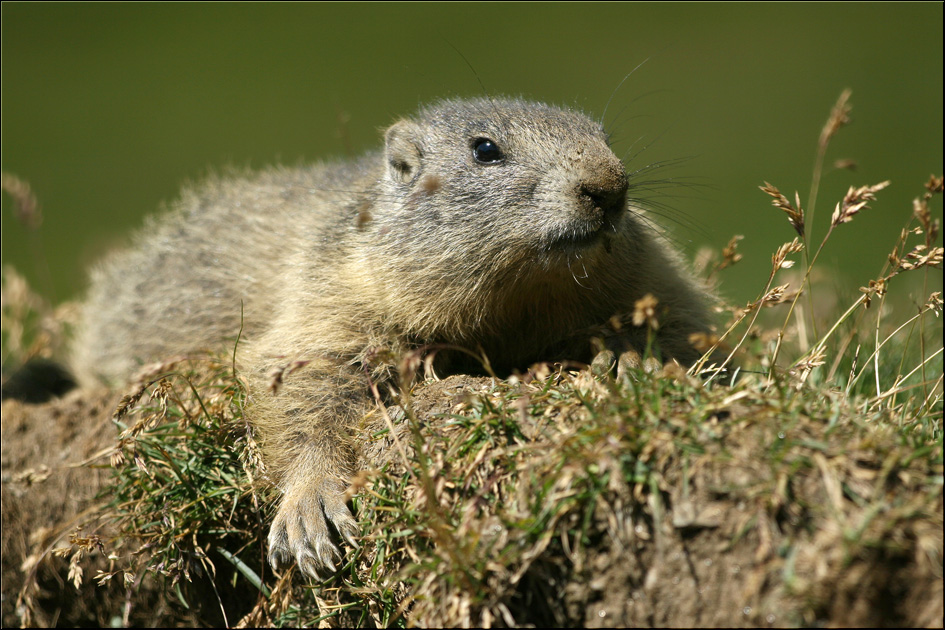 Marmotta