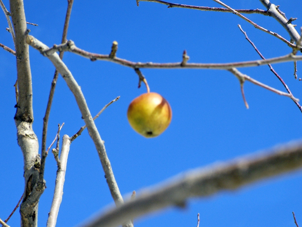 Frutto di Sorbo sull'Etna