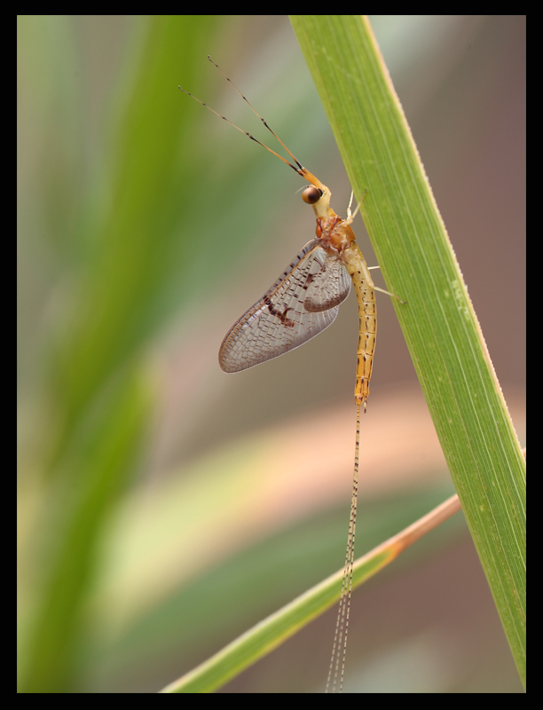 M o s c a  di  M a g g i o