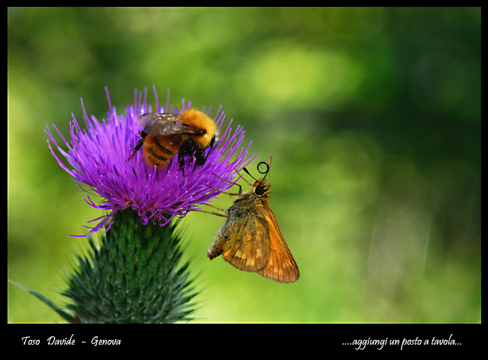 ...aggiungi un posto a tavola..