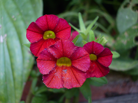 fiorellino fiorellino