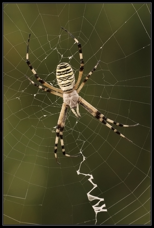 Argiope bruennichi e stabilimentum