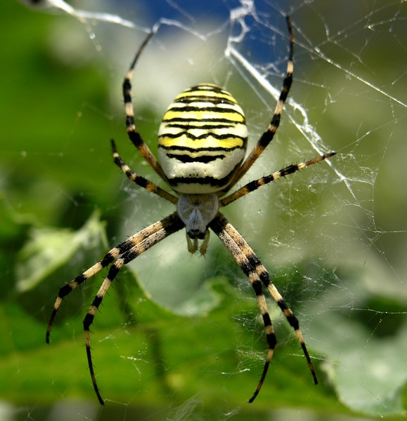 Argiope bruennichi