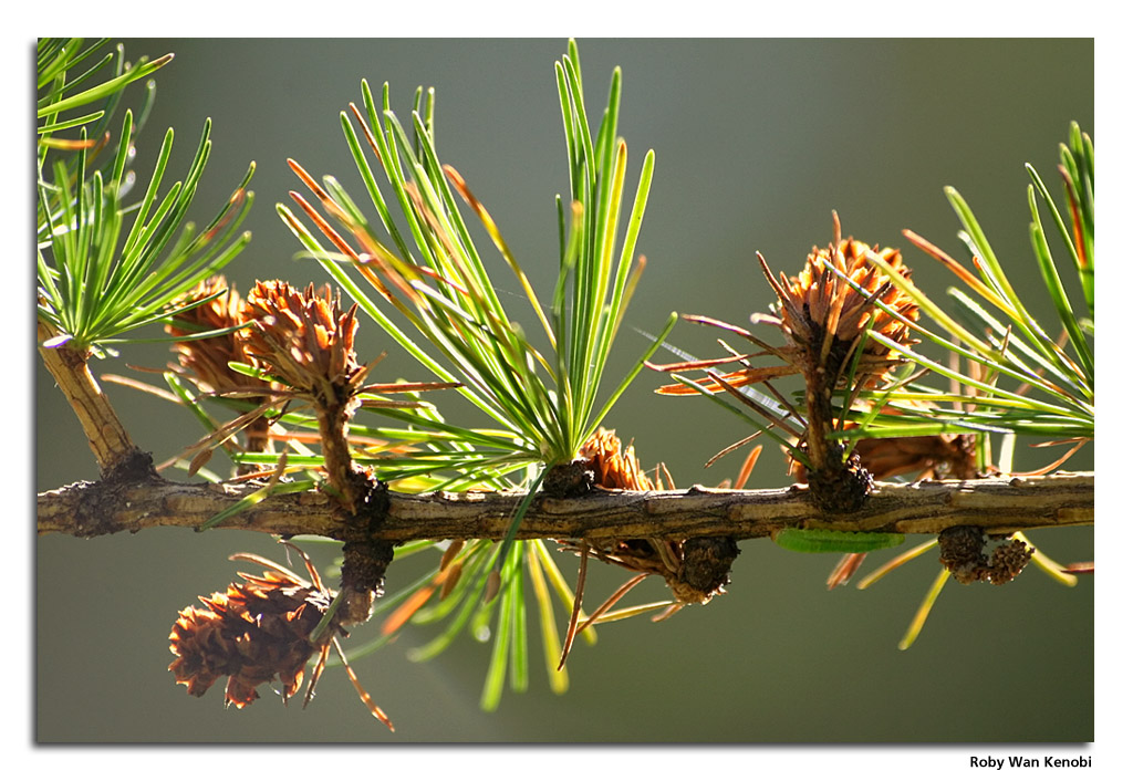 Sotto... mentite spoglie