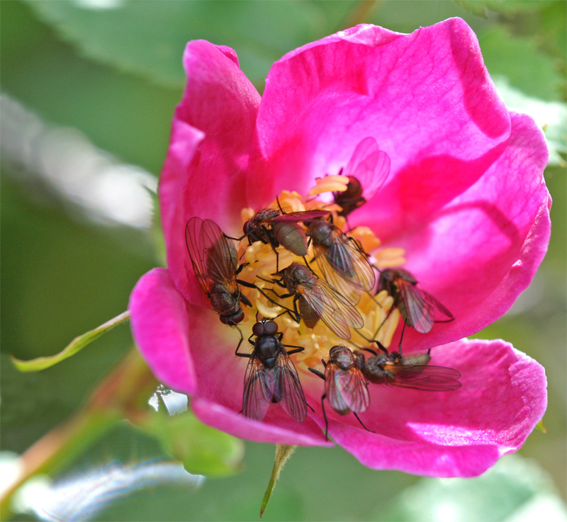 traffico intenso su rosa canina