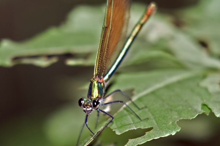 Libellula nel sottobosco 1
