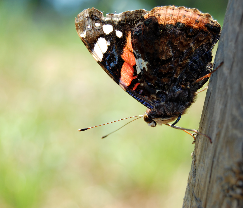 farfalla a melegnano