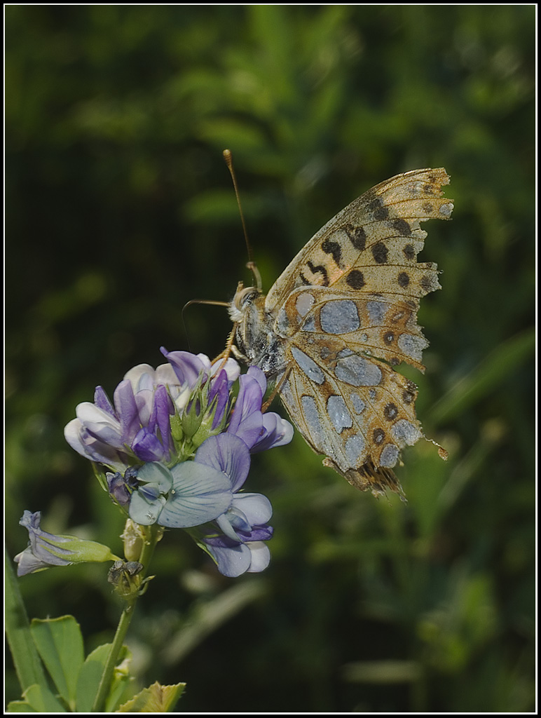 Papilio lathonia ( credo )