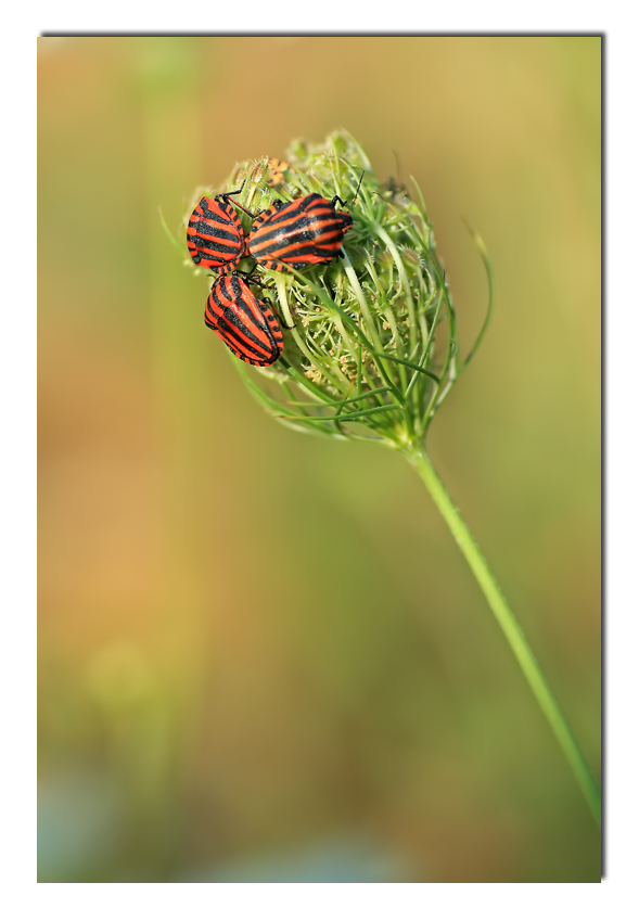 il triangolo.... no....