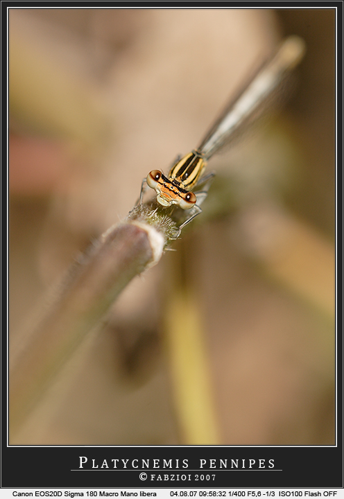 A me gli occhi.... ovvero "Platycnemis pennipes"