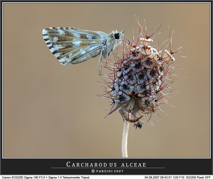 In prima mattina... la farfallina!