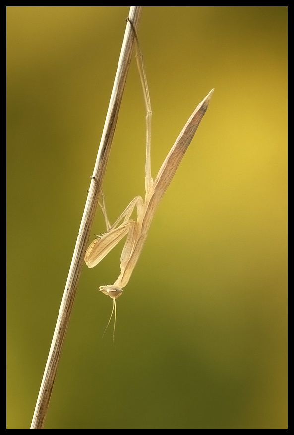 Mantide in controluce