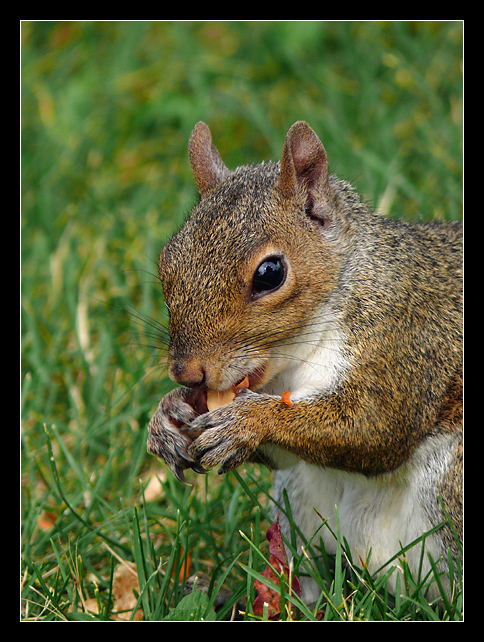 Greedy squirrel