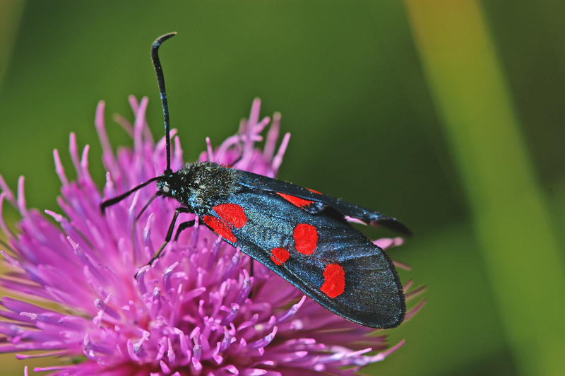Zygaena