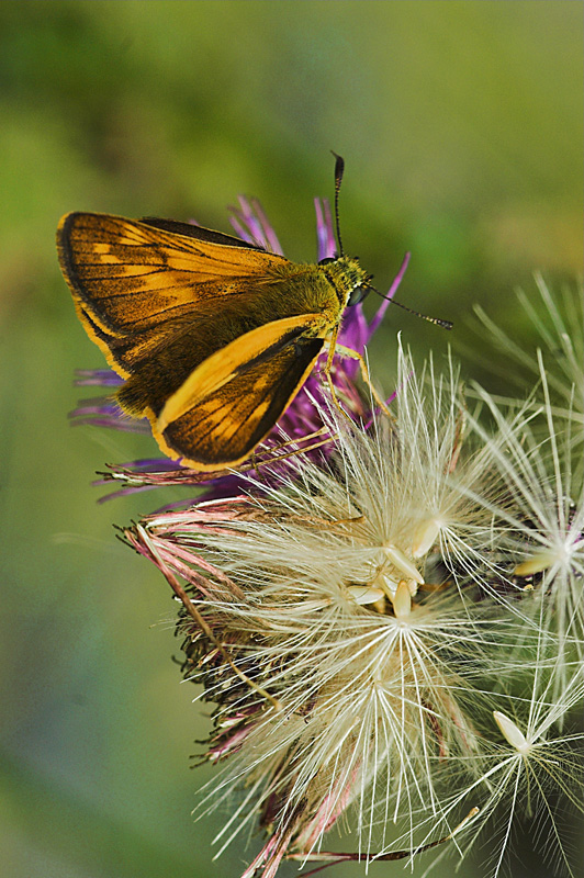 Skipper butterfly