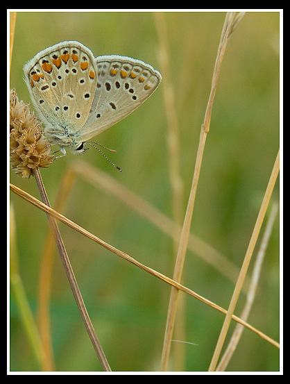..:IN UN MONDO GEOMETRICO:..