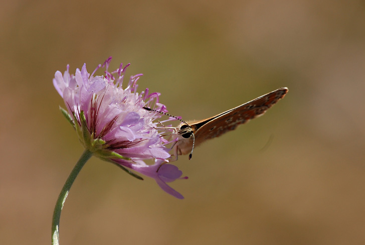 Non cercate il pelo nel sensore