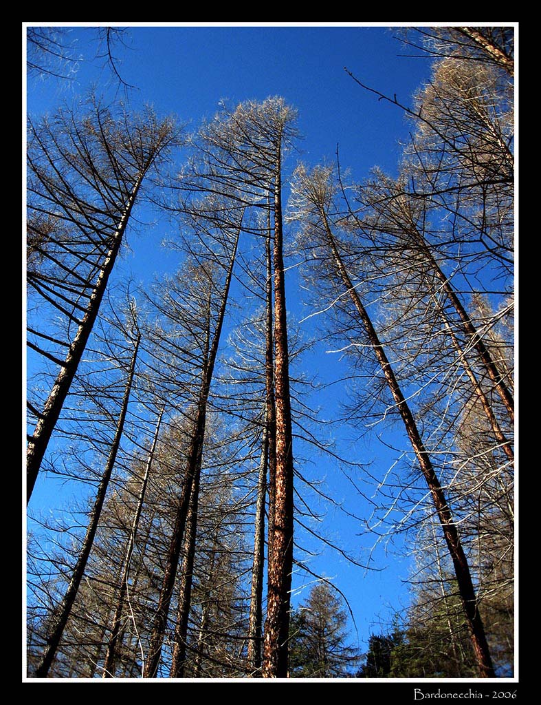 Bardonecchia 2006 - "Incontro di Rami"