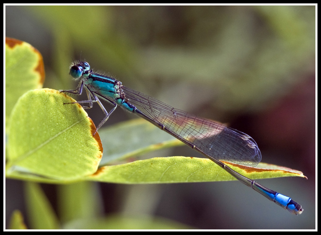 visione..... celestestiale