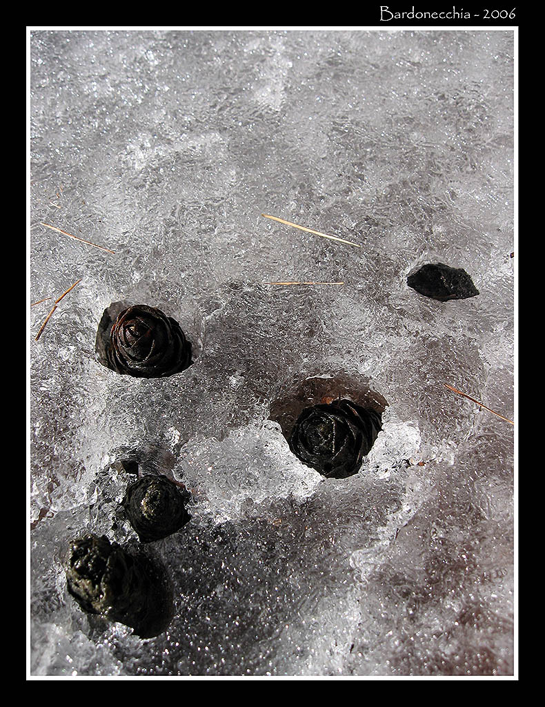 Bardonecchia 2007 - "Pigne"