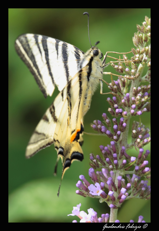 Iphiclides Podalirius