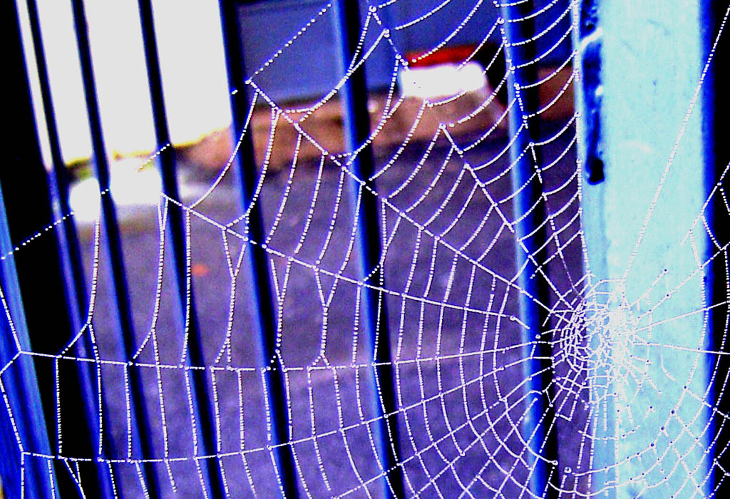 Ragnatele imprigionate