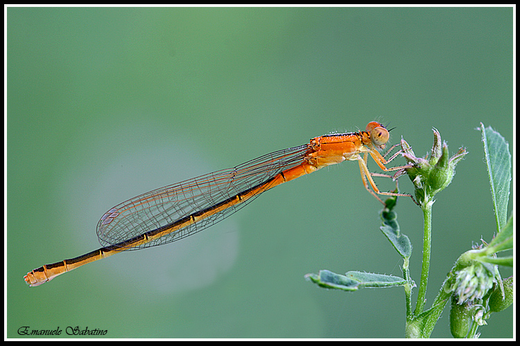 Piccola libellula arancione
