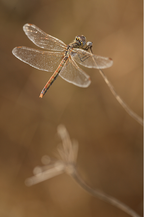 Nel tardo pomeriggio