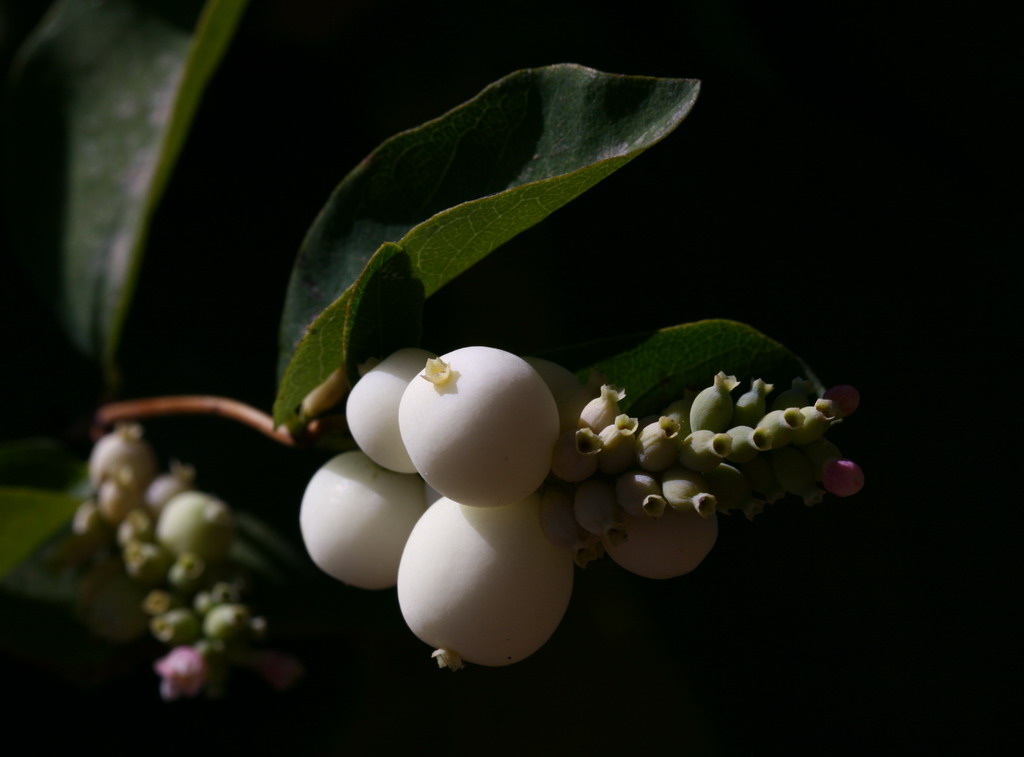 palle di neve.........estive!