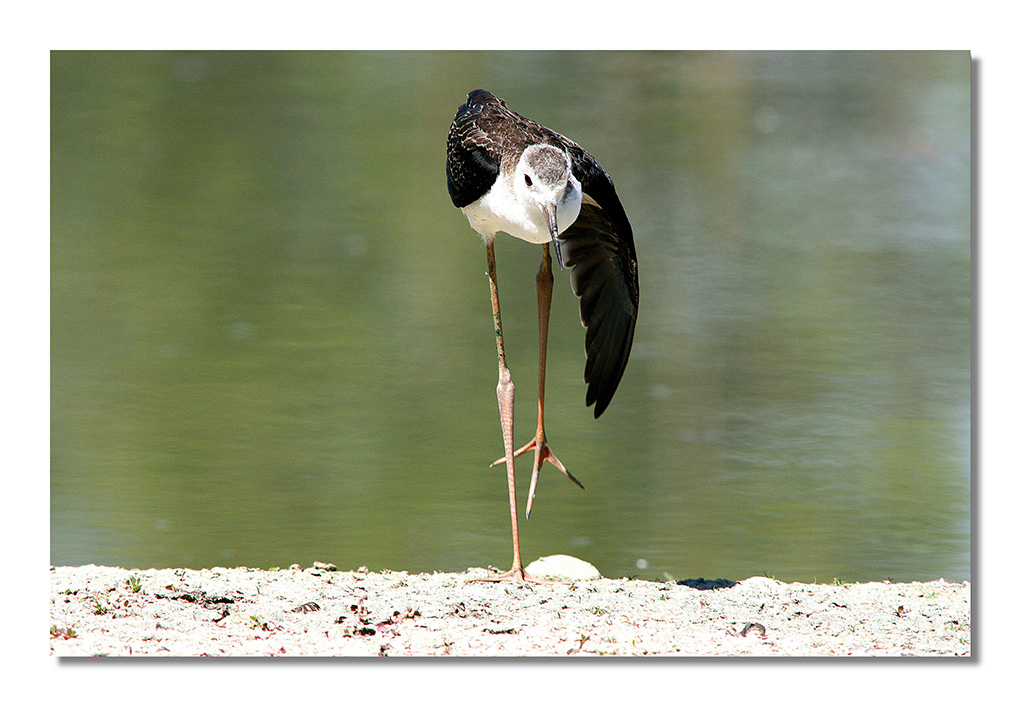 L'inchino del cavaliere....