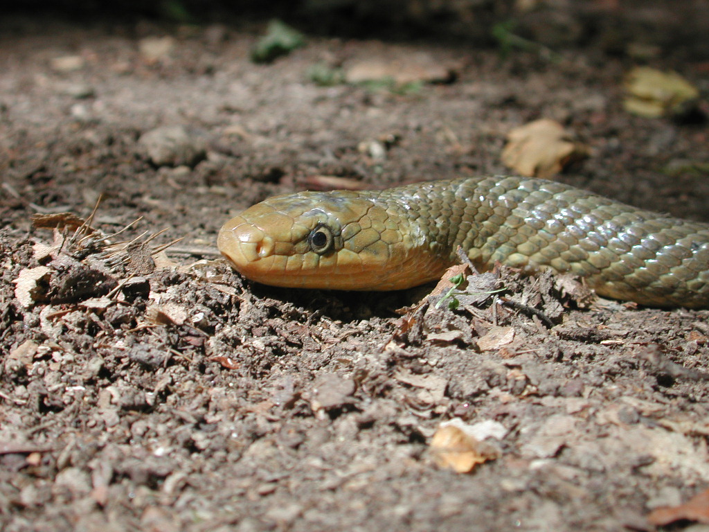 Pericolo nel bosco...