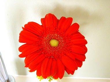 gerbera rossa