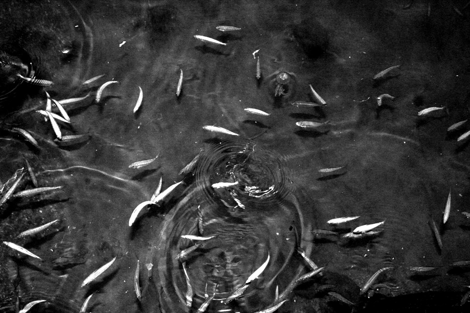 notturno sul pontile II