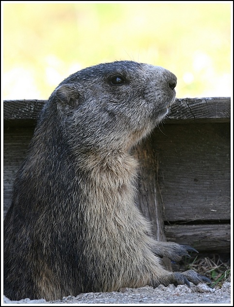 Marmotta
