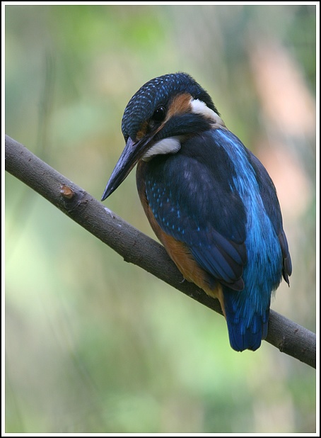 Martino... oasi di sant'alessio