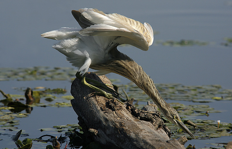 Renzo-Sgarza ciuffetto