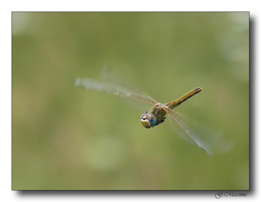 libellula in volo