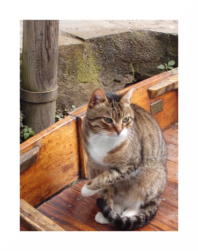 Micio di mare sulla barchetta