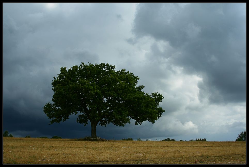 Albero solitario#3