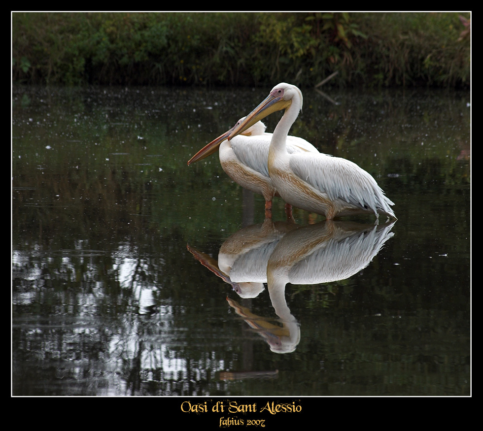 Pellicani_Oasi di Sant'Alessio