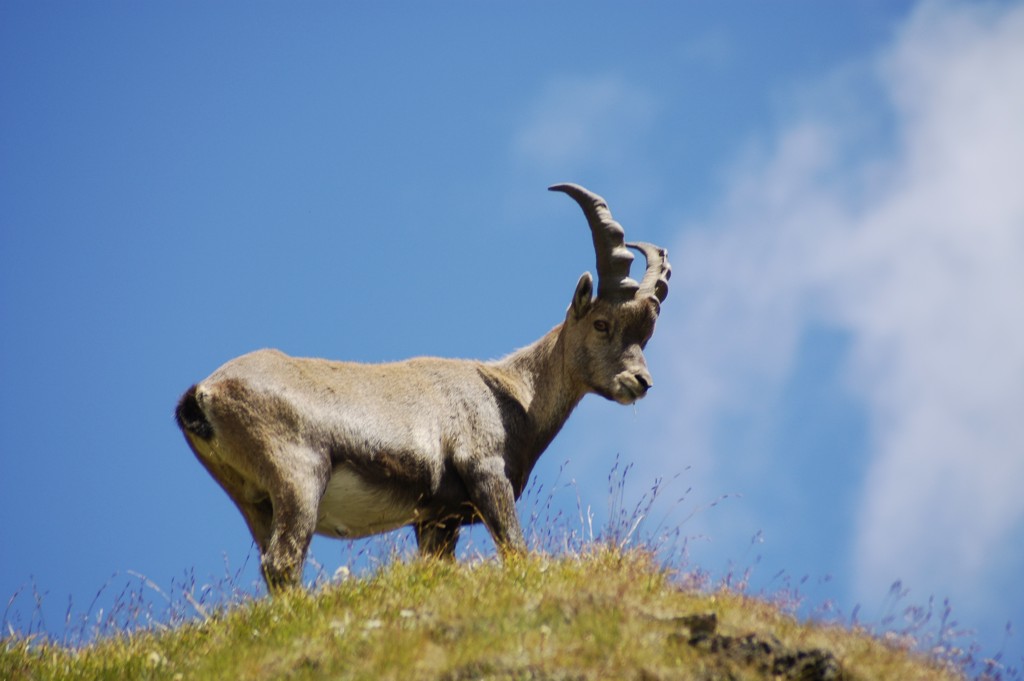 Capra Ibex