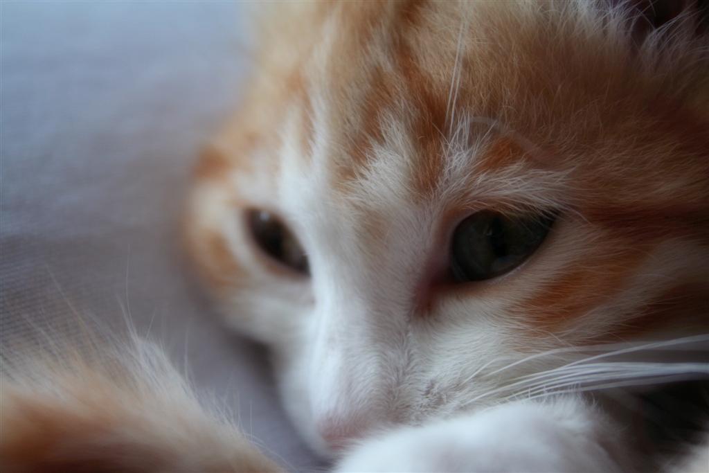 Gatto, il mio gatto...