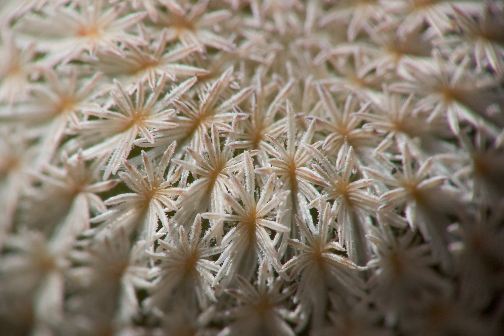 Ephiteliantha micromeris (dettaglio)