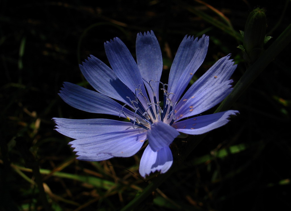 Fiore di cicoria