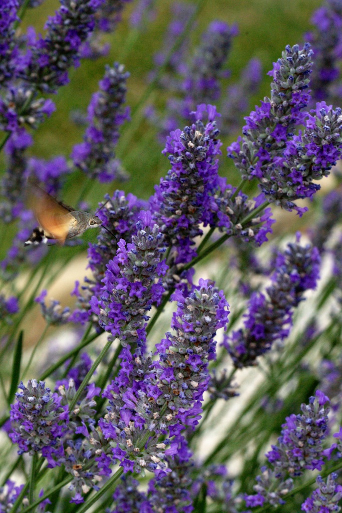 Lavanda e macroglossa