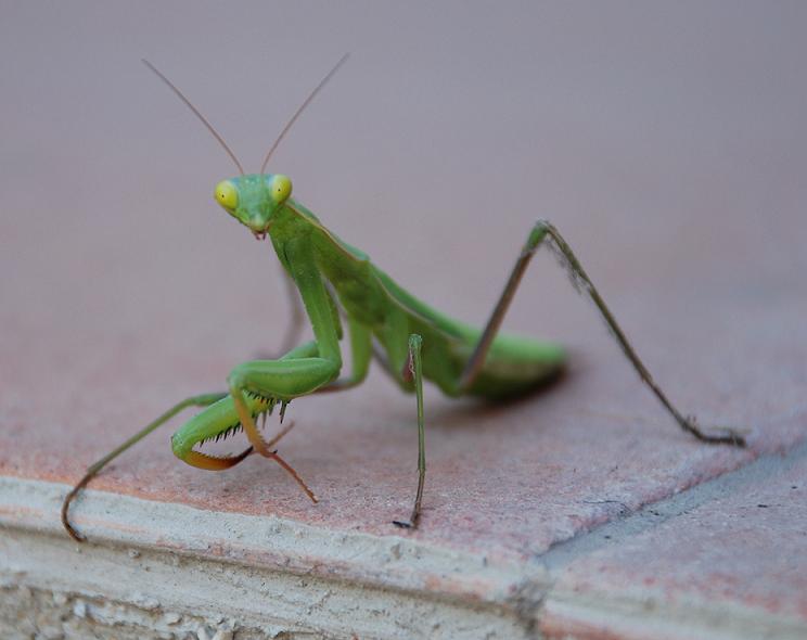 la mantide religiosa