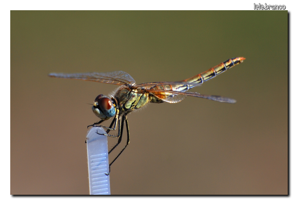 Libellula2