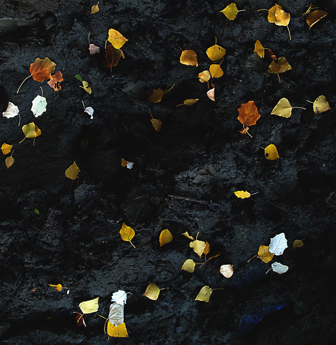 dove le foglie vanno a morire