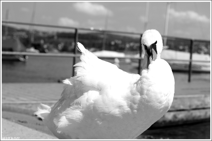 mi sento lusingata ....